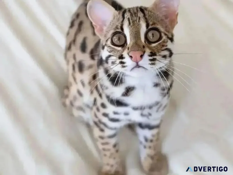 IN Bengal kittens for sale