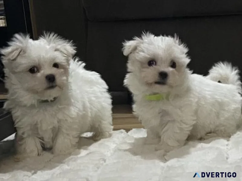 Healthy  Maltese puppies