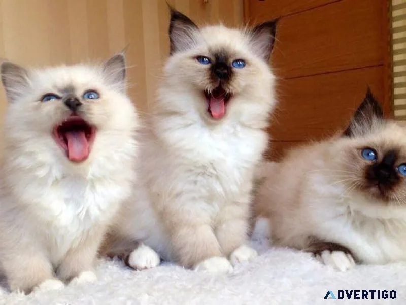 Birman Kittens For Sale