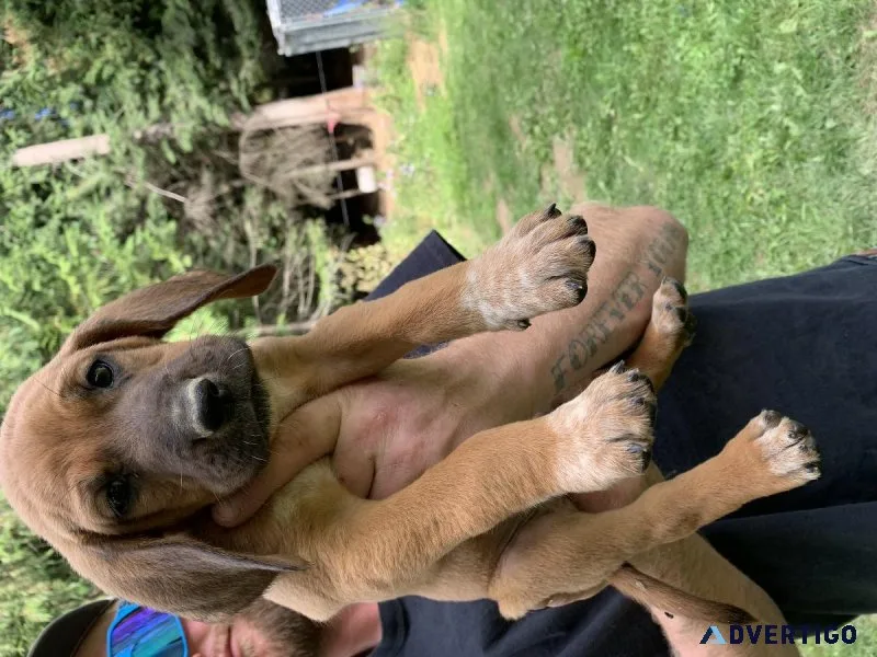Hound puppies