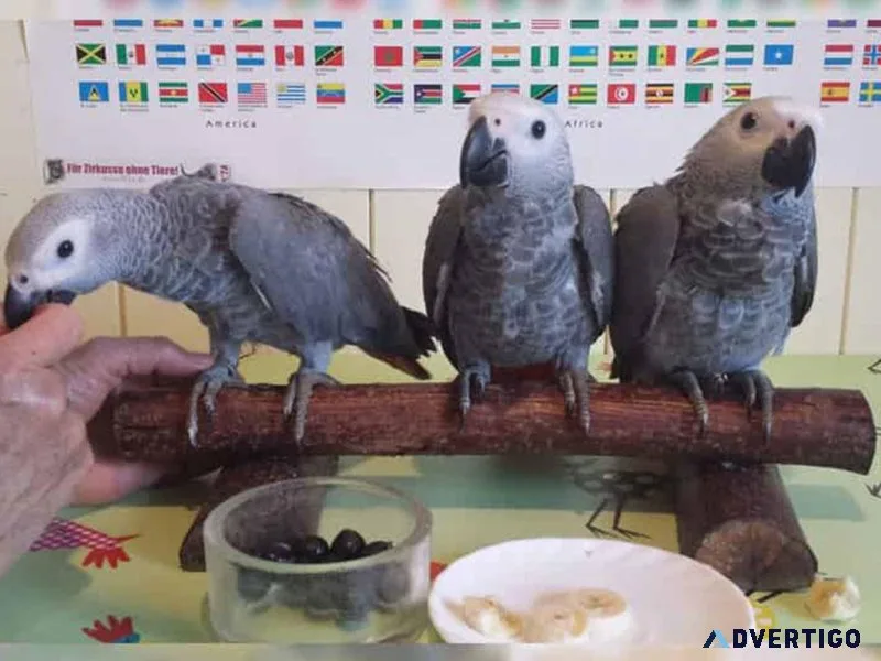 AFRICAN GREY PARROTS FOR SALE