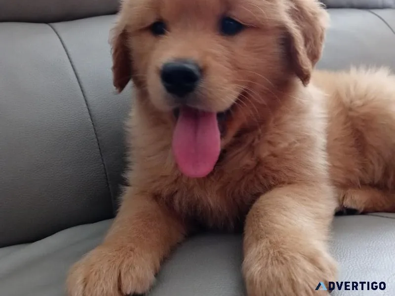 Golden Retriever puppies