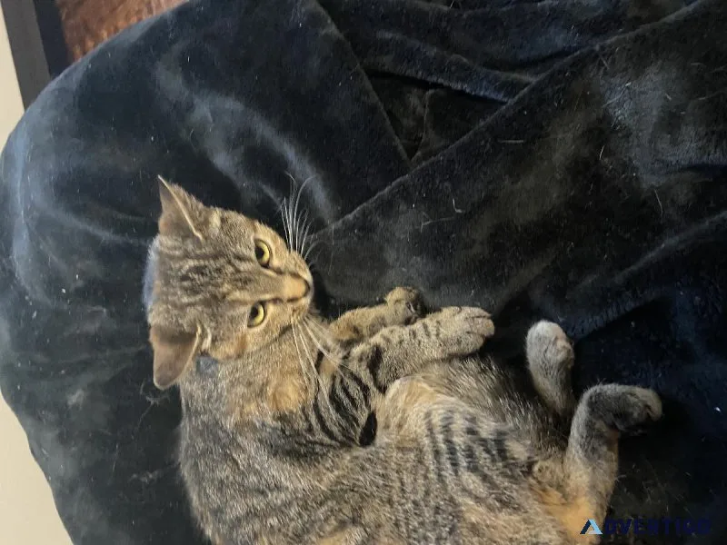 Twin sister cats
