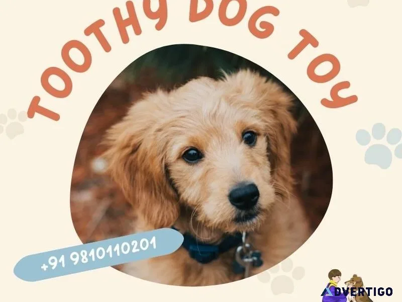 Get Toothy Dog Toy Services - Call 91 9810110201