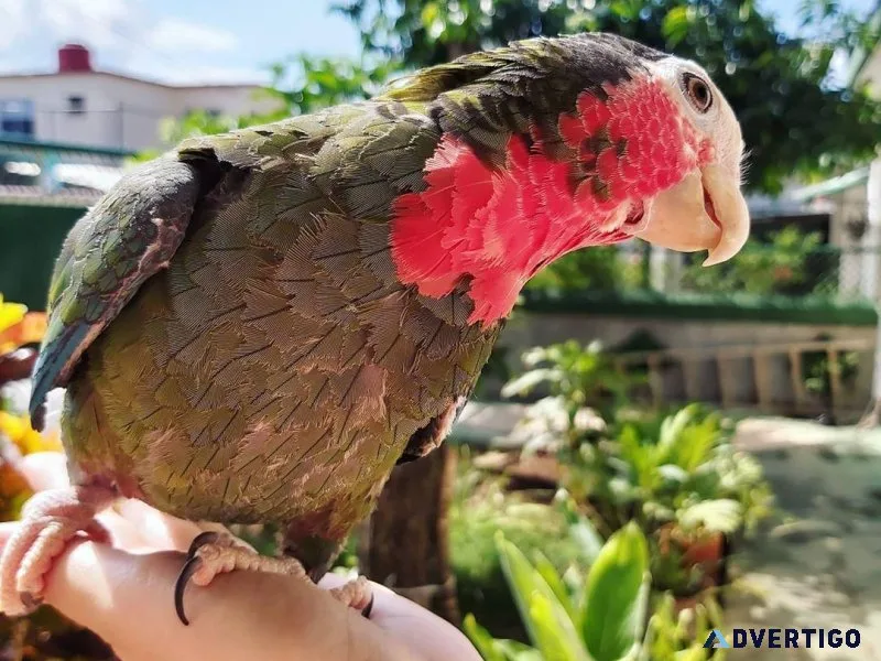Cuban Amazon Parrot