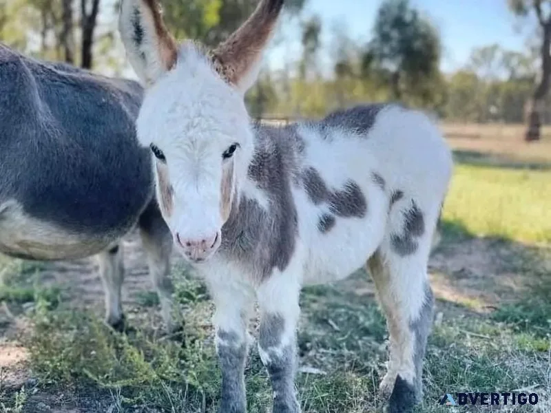 Mini donkey