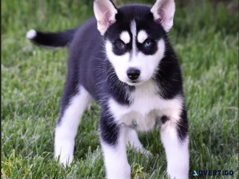 Akc reg Siberian husky male puppy (405) 783-5325