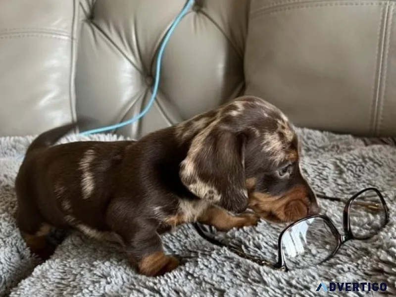 Dapple Dachshund puppies ready