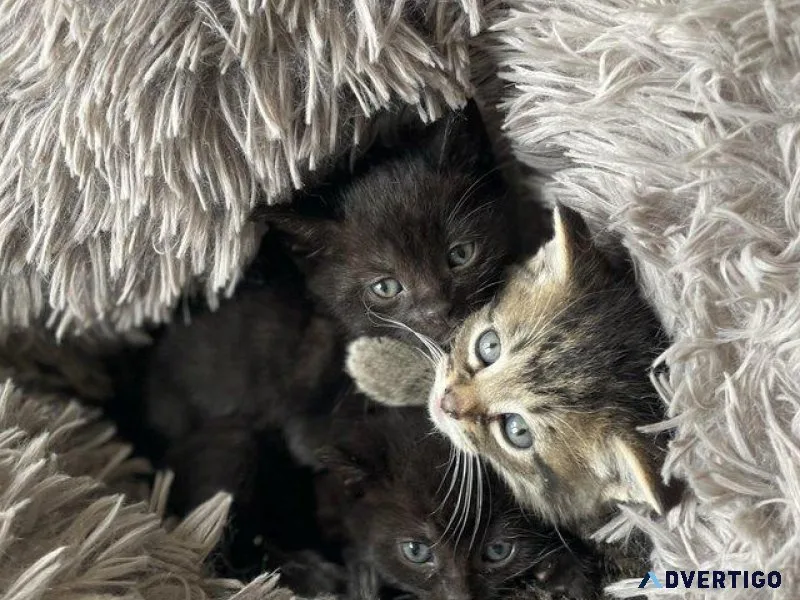 4 Beautiful Kittens For Sale..