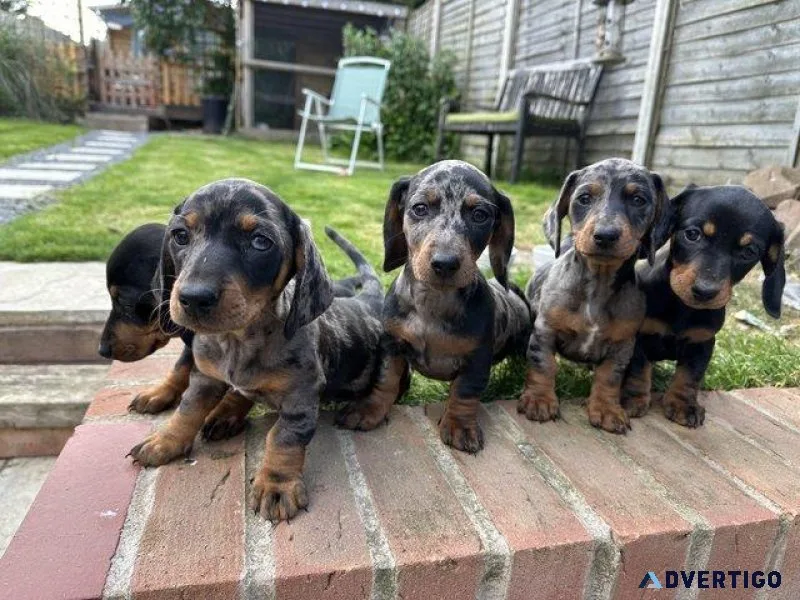2 dachshund puppies available