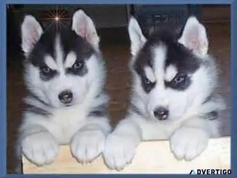 Siberian husky puppies available Text only  (917) 781-3637