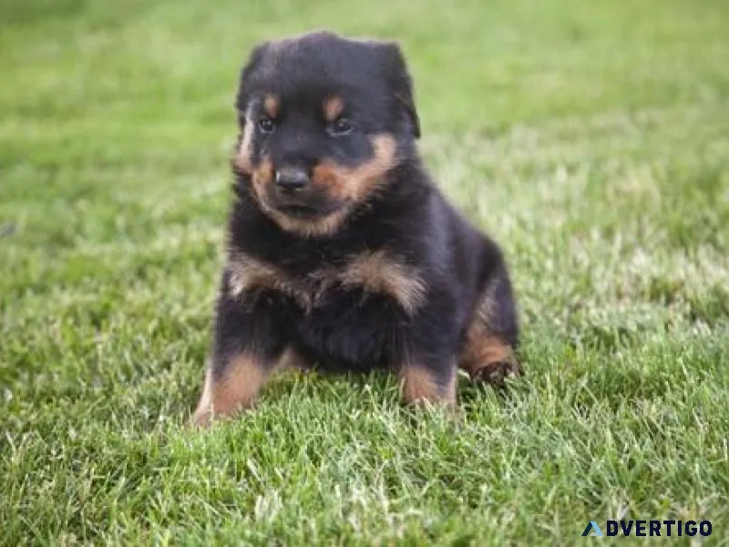 jumbo every German rottweiler puppies for Sale