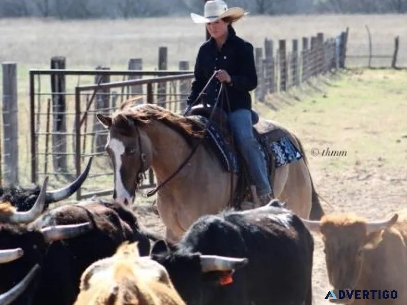 MR MAGIC FAITH  2016 GRULLO GELDING  BROKE and GENTLE