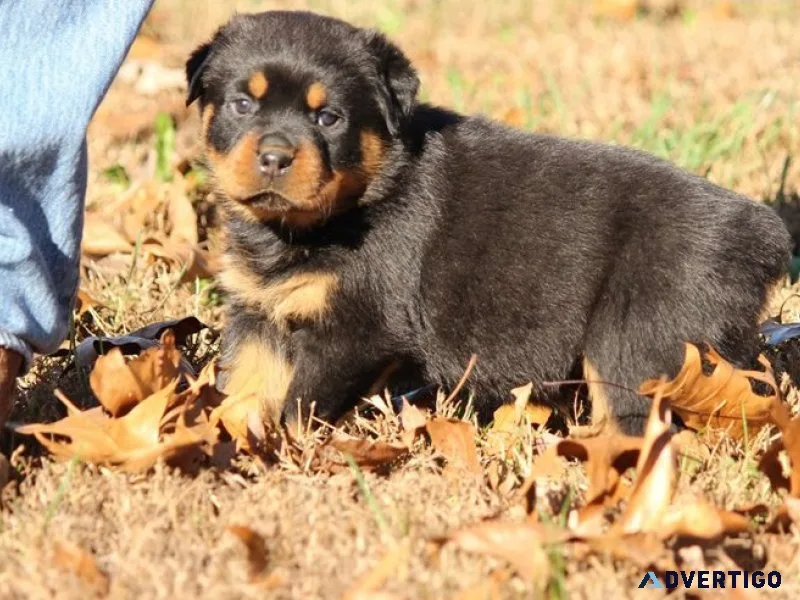 Rottweiler puppies ready