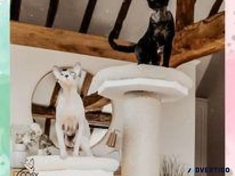 Cat Scratching Tower Online Shop