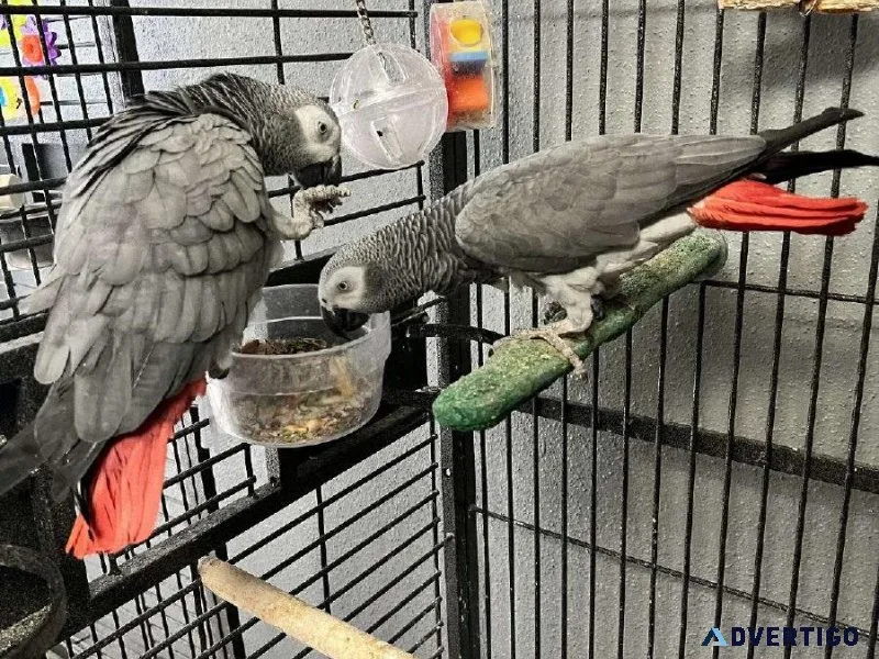 Hand-Reared African Grey Parrots For Sale With Accessories.