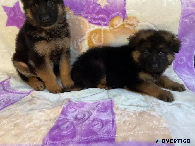 German Shepherd Puppies for Sale..(925) 265-7593