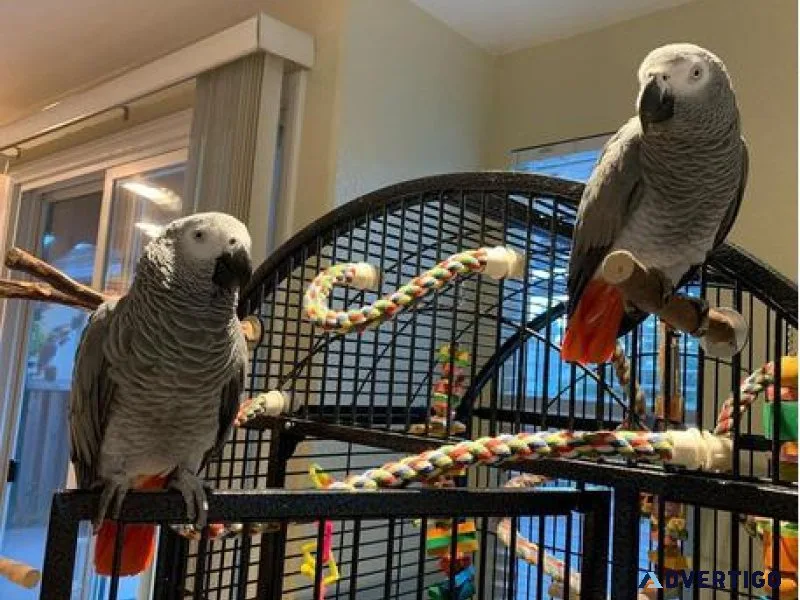 Very Friendly Congo African Grey Parrots for sale.