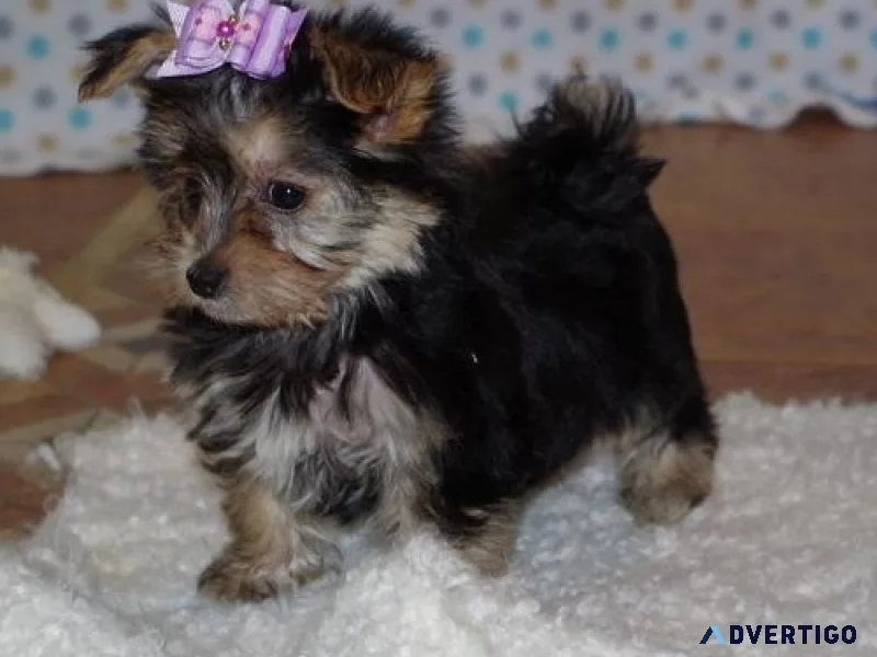 Cute Morkie Puppies