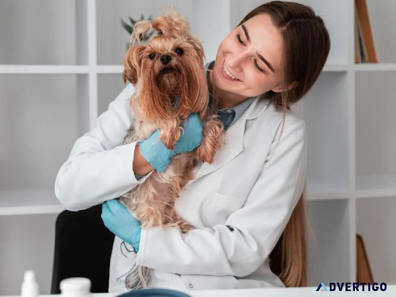 Choose The Best Veterinarian El Paso TX
