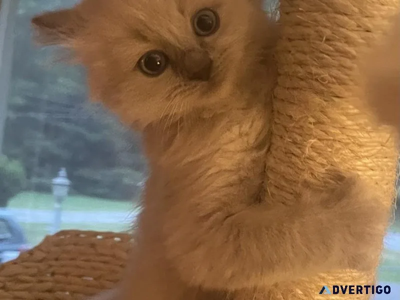 Ragdoll kittens