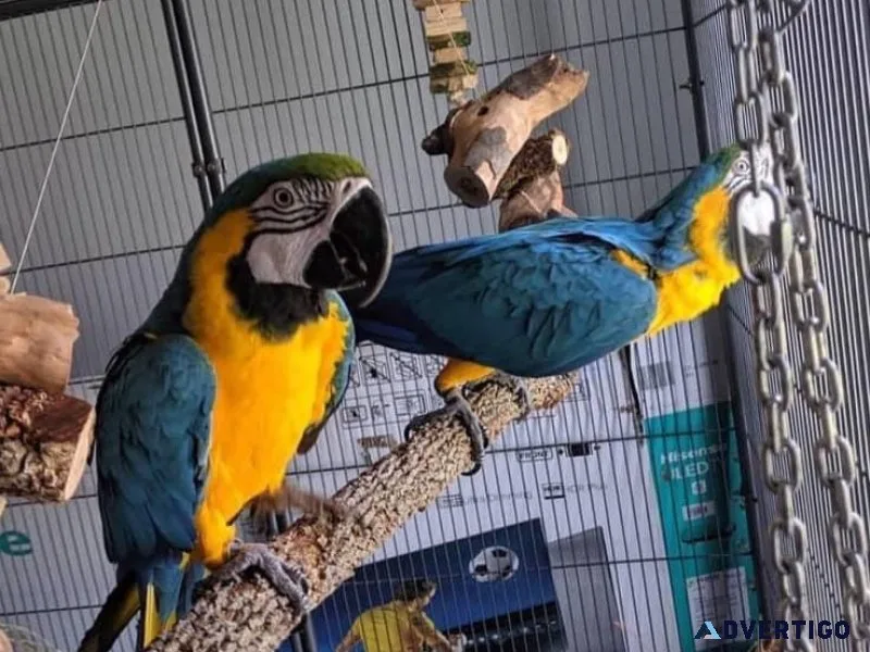 Blue and Gold Macaws for lovely homes.