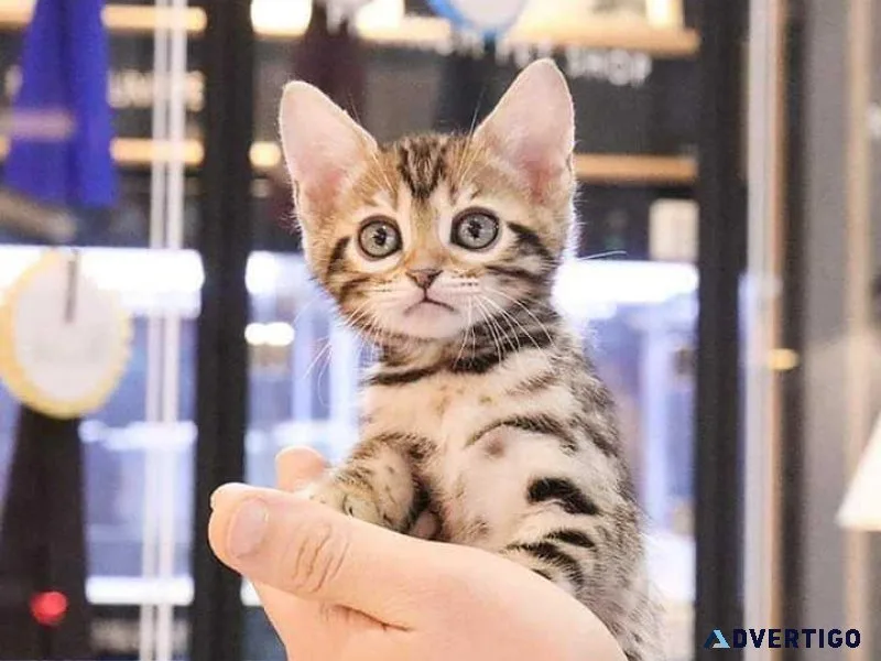 Well socialized male and female bengal kittens