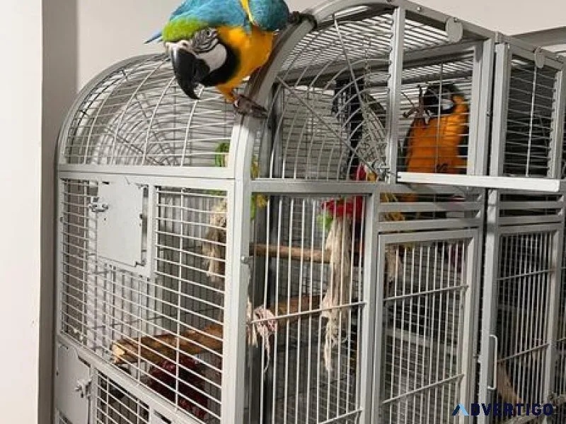 Hand reared Blue and Gold Macaws For Sale