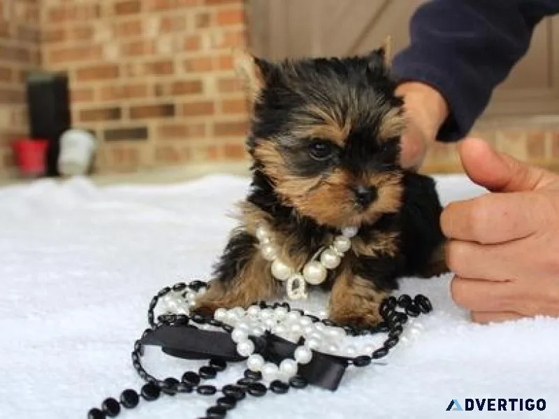 Beautiful AKC teacup Yorkie Puppies
