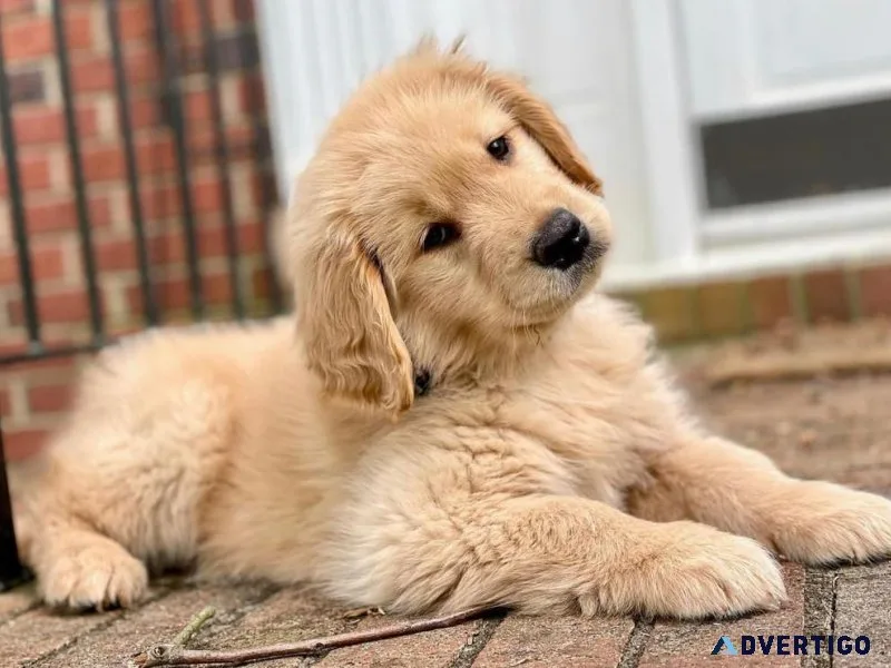 pets Available