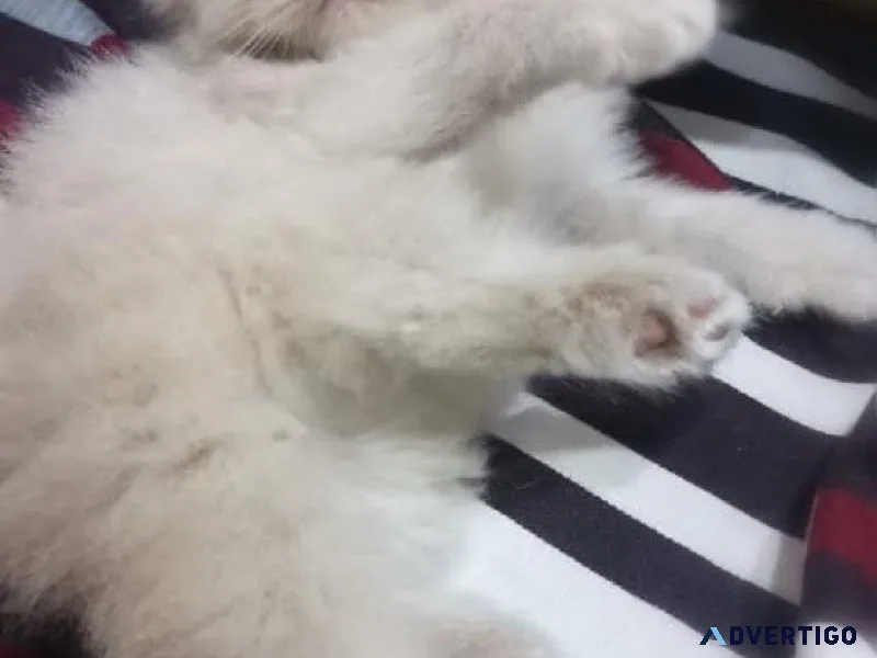 Persian Kittens for Sale Bangalore