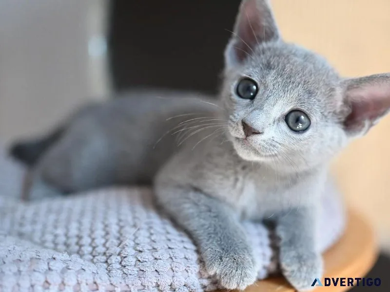 pure breed russian blue kittens
