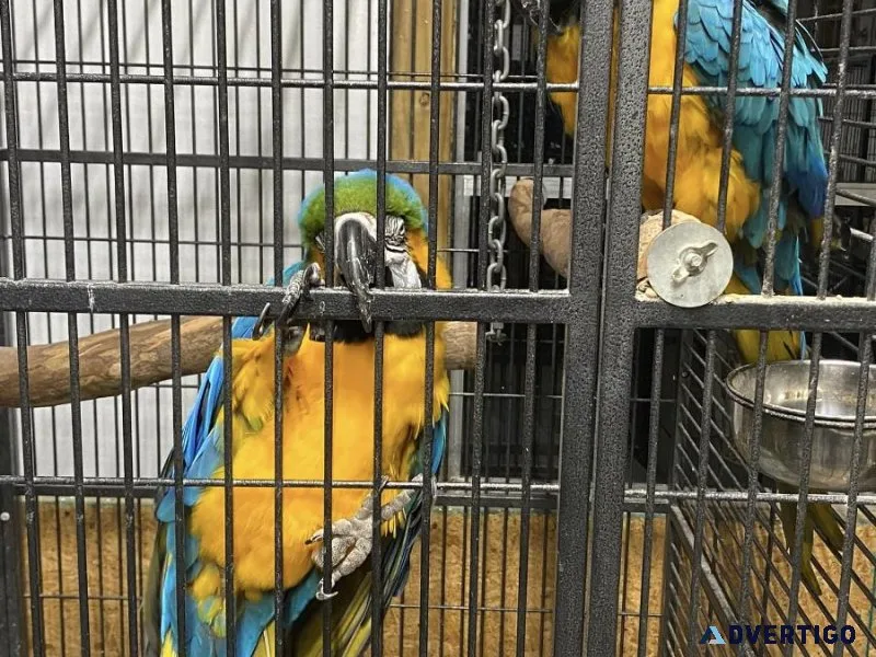 Blue and Gold Macaws- Handraised.
