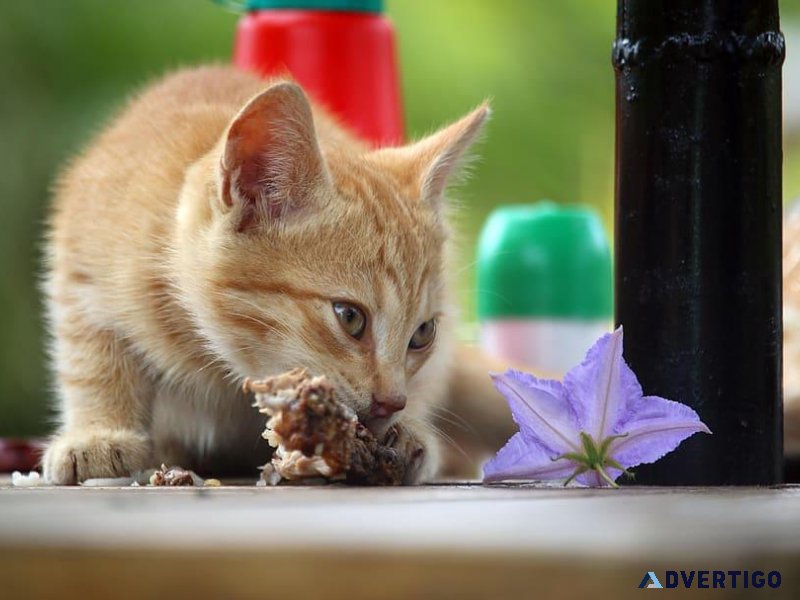 Pawrulz Cat Food Online with affordable prices in India