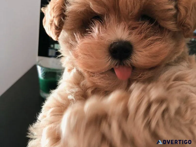 tiny Maltipoo Maltesepoodle puppies