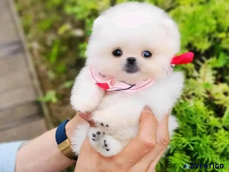 Toy Pomeranian