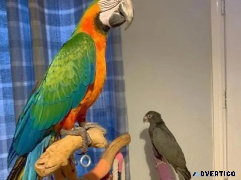 Phoenix - Young Catalina - Macaw