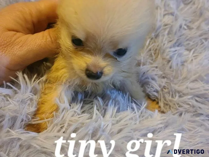 Pomeranian puppies