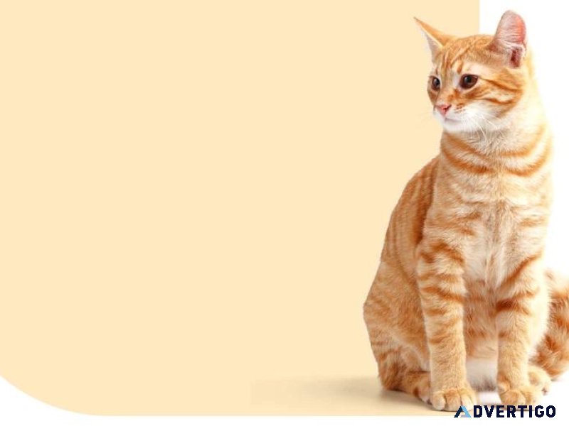 AuzPetz Best Place to Buy Cat Products Online