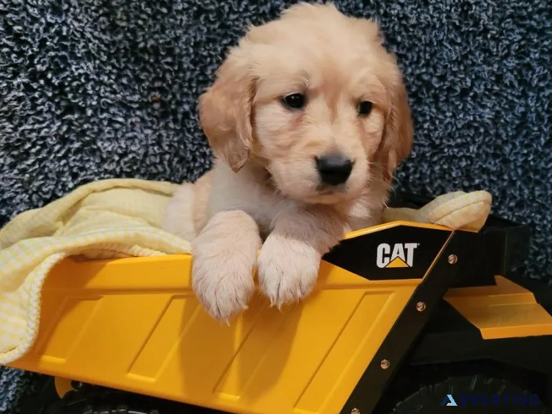 Golden Retriever puppies for sale ready to go now.