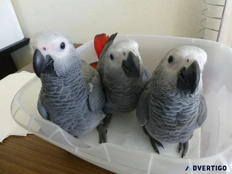 Talking African Grey Parrots to good homes