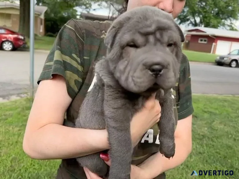 Playful Chinese Shar Pei