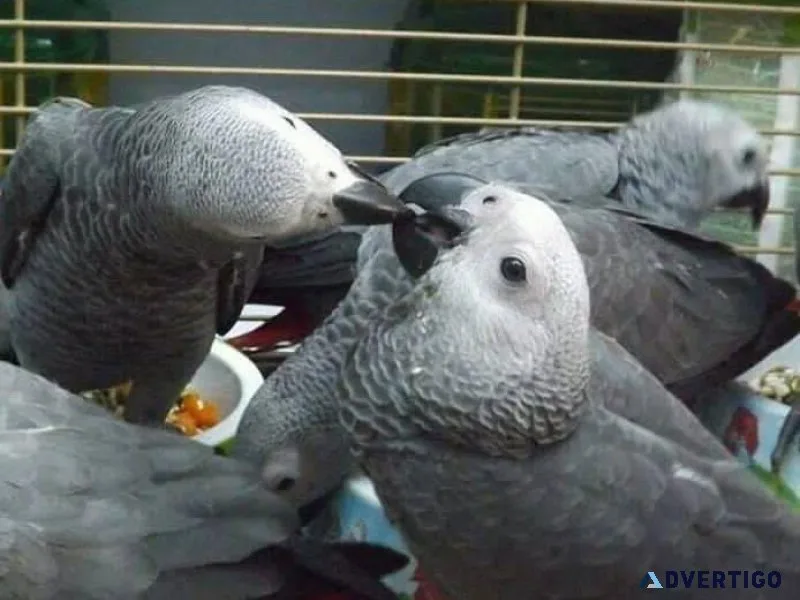 Lovely African Grey Parrots for sale