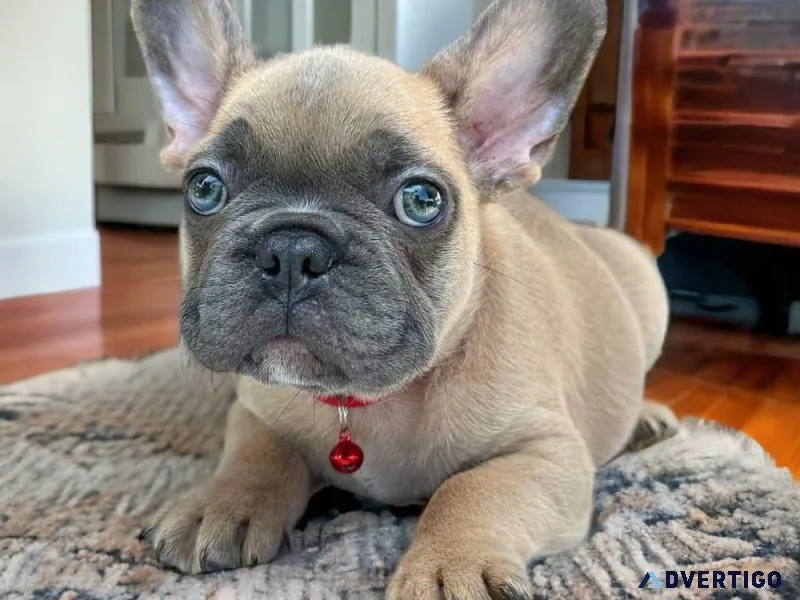 BULDOGO FRANCES COLORE NORMAL