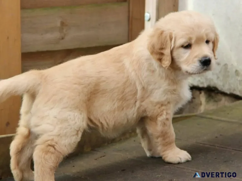 AKC Golden Retriever Puppies - 10 Weeks Old