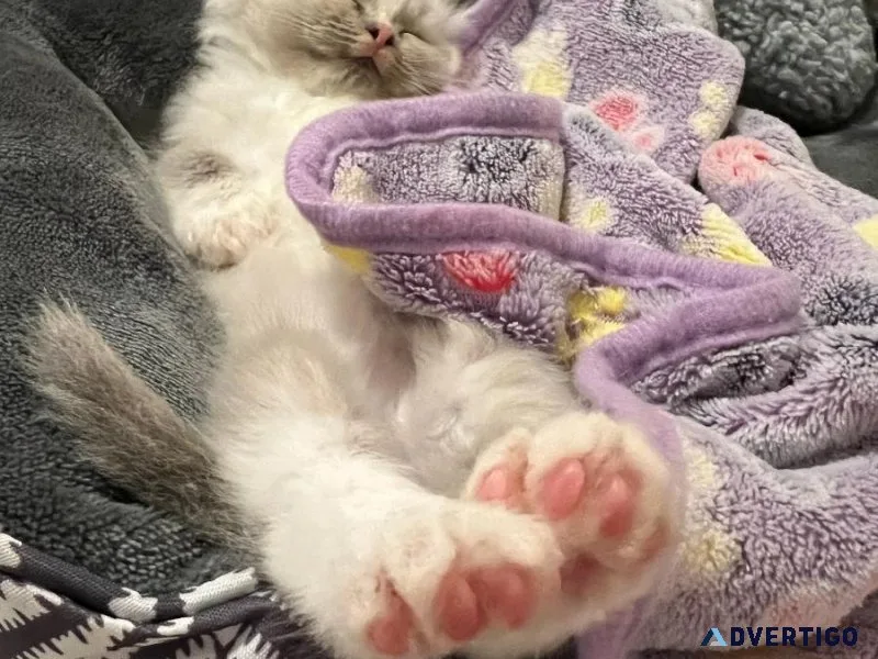Rare Polly Paw Ragdoll Kittens