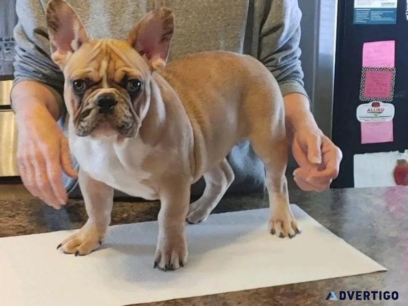 French Bulldog Puppy Female