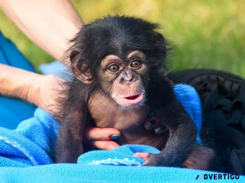 Chimpanzee monkeys