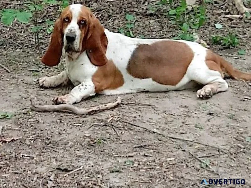 AKC Basset Hound Adult Female (redwhite)