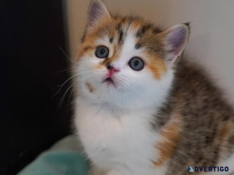Scottish Female kitten For Adoption